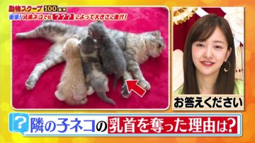 210429 Waraeru! Nakeru! Doubutsu Scoop 100 Renpatsu – ex-AKB48 Itano Tomomi – HD.mp4-00006