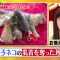 210429 Waraeru! Nakeru! Doubutsu Scoop 100 Renpatsu – ex-AKB48 Itano Tomomi – HD.mp4-00006