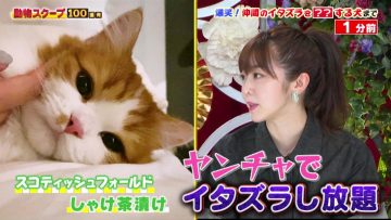 210729 Waraeru! Nakeru! Doubutsu Scoop 100 Renpatsu – ex-AKB48 Minegishi Minami – HD.mp4-00010