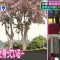 210818 Aitsu Ima Nani Shiteru – ex-Nogizaka46 Hori Miona – HD.mp4-00008
