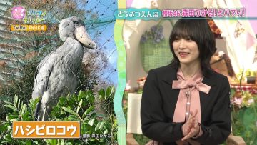 211026 Numa ni Hamatte Kiite Mita – Hinatazaka46 Morita Hikaru – HD.mp4-00005