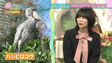 211123 Numa ni Hamatte Kiite Mita Selection – Sakurazaka46 Morita Hikaru – HD.mp4-00007