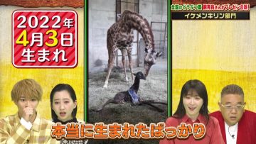 220517 Sandwichman no Doubutsuen Shiikuin-san Presen Gassen ZOO-1 Grand Prix – ex-Nogizaka46 Takayama Kazumi – HD.mp4-00003