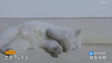 220526 Iwago Mitsuaki no Sekai Neko Aruki Selection – ex-AKB48 Maeda Atsuko – HD.mp4-00012