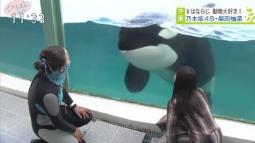 220712 Hirumae Hotto – Nogizaka46 Shibata Yuna – HD.mp4-00018