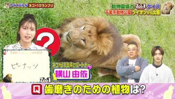 230221 Sandwich-Man no Doubutsuen Shiikuin-san Presen Gassen ZOO-1 Grand Prix – ex-AKB48 Yokoyama Yui – HD.mp4-00001