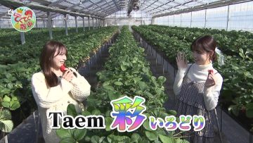 230303 Shichouson Tekuteku Sanpo – AKB48 Takahashi Ayane, Hidaritomo Ayaka – HD.mp4-00006