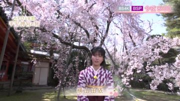 230401 Tonight 8pm Live Broadcast! Miyabina Kyoto Sakura at Heian Shrine – ex-AKB48 Yokoyama Yui – HD.mp4-00002