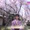 230401 Tonight 8pm Live Broadcast! Miyabina Kyoto Sakura at Heian Shrine – ex-AKB48 Yokoyama Yui – HD.mp4-00002