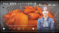 230622 Nogizaka46 Sato Kaede Neiroisan ~Aichi 69-shiku Chouson no Oto Atsume~ 214 – Nogizaka46 Sato Kaede – HD