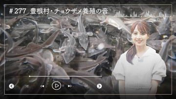 230904 Nogizaka46 Sato Kaede Neiroisan ~Aichi 69-shiku Chouson no Oto Atsume~ 277 – Nogizaka46 Sato Kaede – HD