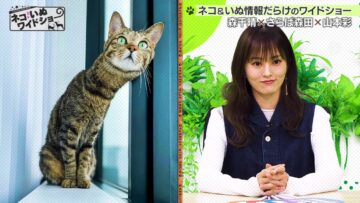 231201 Neko Inu Wide Show – ex-NMB48 Yamamoto Sayaka – HD.mp4-00012