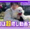 230324 [Healing] Members Played With Their Dogs At The Dog Run! [Naughty Dogs Rampage] – Nogizaka46 Sato Kaede, Ikeda Teresa, Tomisato Nao – FHD.mp4-00001