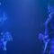 240514 AKB48 Theater Performance 1830 – HD.mp4