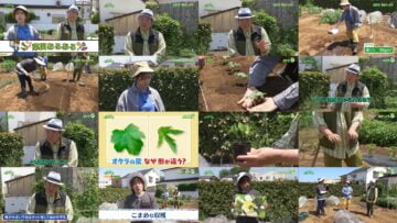 240602 Syumi no Engei Yasai no Jikan – ex-AKB48 Oya Shizuka – HD.mp4