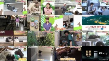 240719 Neko Inu Wide Show – ex-NMB48 Yamamoto Sayaka – HD.mp4