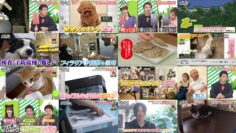 241116 Neko Inu Wide Show – ex-AKB48 Takahashi Minami – HD.mp4