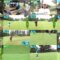250204 Yamauchi Suzuran no Triangle GOLF – ex-SKE48 Yamauchi Suzuran – HD.mp4