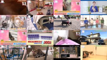 250222 Neko Nyan! Kawaii Koneko Dai Shuugou – ex-AKB48 Maeda Atsuko – HD.mp4