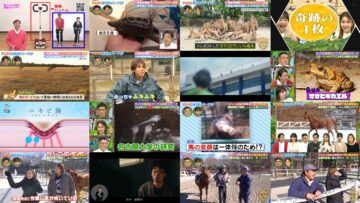 250302 Dobutsu Sama no Touri Animal Shin Joushiki Scoop SP – ex-Nogizaka46 Takayama Kazumi – HD.mp4
