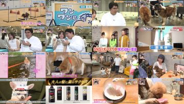 250607 Inu Jikan – ex-AKB48 Shimazaki Haruka – HD.mp4