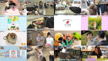 250614 Inu Jikan – ex-AKB48 Shimazaki Haruka – HD.mp4