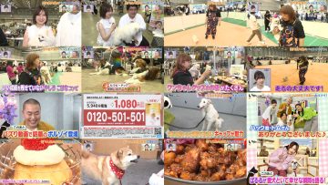 250628 Inu Jikan – ex-AKB48 Shimazaki Haruka – HD.mp4