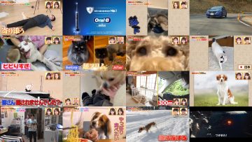 250724 Doubutsu Scoop 100 Renpatsu – Equal LOVE Otani Emiri – HD.mp4