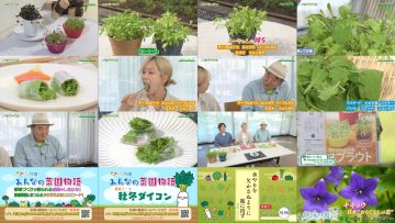 250816 Syumi no Engei Yasai no Jikan – ex-AKB48 Oya Shizuka – HD.mp4