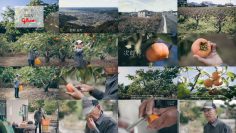 251123 Yutaka na Shoku no Mirai wo Sagashite – ex-Keyakizaka46 Nagahama Neru – FHD.mp4