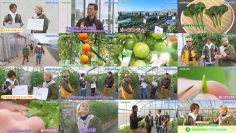 251207 Syumi no Engei Yasai no Jikan – ex-AKB48 Oya Shizuka – FHD.mp4