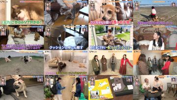 251220 Inu Jikan – ex-AKB48 Shimazaki Haruka – FHD.mp4