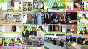260220 Neko Inu Wide Show – ex-Nogizaka46 Sakaguchi Tamami – FHD.mp4