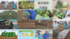 260322 Yasai no Jikan – ex-AKB48 Oya Shizuka – FHD.mp4