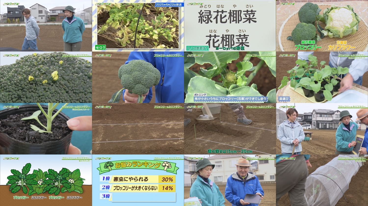 260322 Yasai no Jikan – ex-AKB48 Oya Shizuka – FHD.mp4